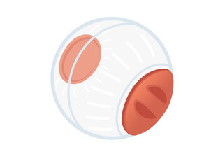 Transparent ball for hamster vector illustration isolated on white background