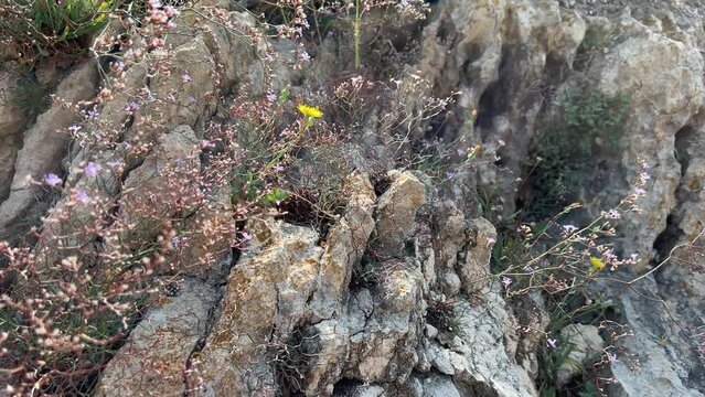 Wild flowers sea lavender on the rock.