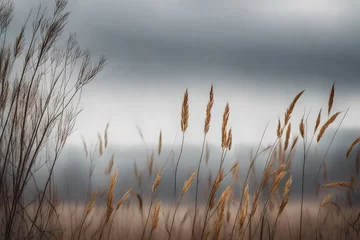 Foto op Canvas reeds in the morning © SAJAWAL JUTT