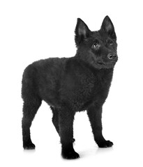  young Schipperke in studio