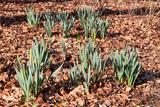 fresh leaves growing from ground