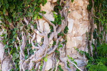 Ivy under the old wall. Branches of climbing plants. Old garden. Mysterious landscapes.