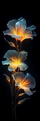 Three transparent luminous flowers on a dark background