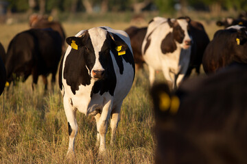 Great and amazing cattle of argentina