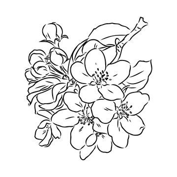 flowering branch of apple tree. Hand drawing in ink, sketch, outline.