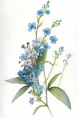 Forgetmenot flowers watercolour painting white background paper 
