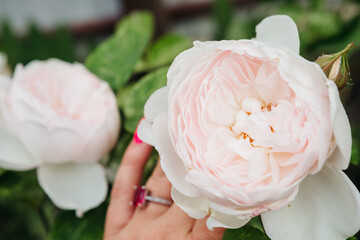 luxurious fresh roses smell like eternity