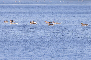 Herd of geese on lake - Hiking around Gråsten castle lake - Gråsten in the Jutland region of southern Denmark. It is best known for being the summer residence of the Danish Royal Family. Denmark, wate
