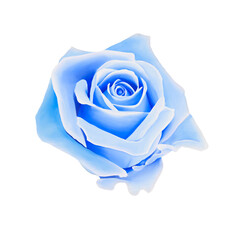 Blue rose
