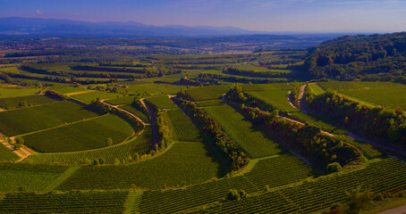Weinberge Reben Herbst