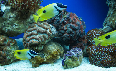 blue aquarium Fish and soft corals, hard corals, underwater life
