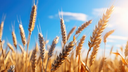 Fototapeta premium Close-up view of golden wheat ears in field under blue sky, ready for harvest. Rural landscape.