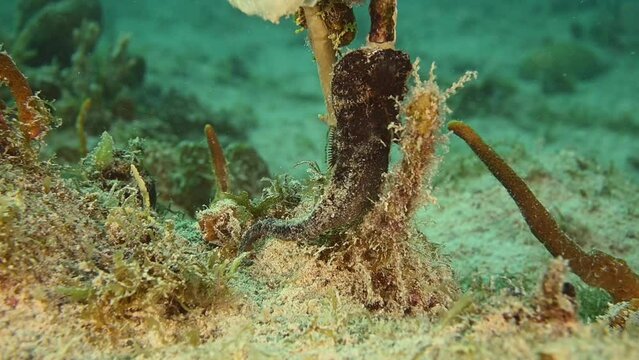 A black longsnout seahorse relocated from one section of reef to another.	