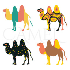Set of four camels on white background with text camel. Cute collection for kids. Vector illustration