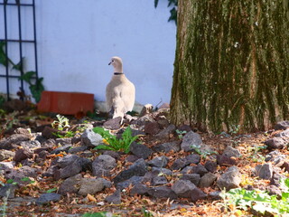 Türkische Turteltaube
