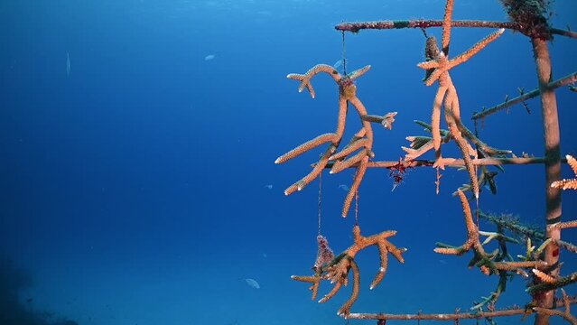 Structures referred to as coral trees are suspended from the sandy floor in order to grow coral from them. The intention is to then outplant the coral onto the reef in order to revive the reef