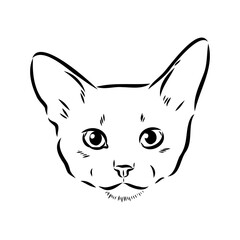 Fototapeta na wymiar Vector outline Abyssinian Cat in black color. abyssinian cat vector sketch