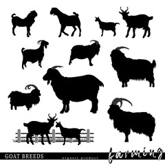 Goat breeds silhouettes. Vector illustration.