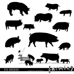Pig breeds silhouettes. Vector illustration.