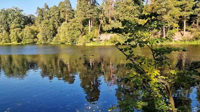 The natural landscape of a lake or river, reflections on the water and trees on the opposite bank. Park for outdoor walks. Large lake in the forest