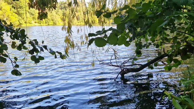 The natural landscape of a lake or river, reflections on the water and trees on the opposite bank. Park for outdoor walks. Large lake in the forest