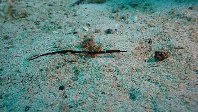 A tiny little pipefish on the sand in Little Cayman. This macro critter is typically hard to find
