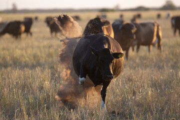 Argentina´s great and amazing cattle