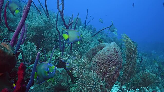 queen angelfish are beautiful brightly colored reef fish. This species are natural inhabitants of the tropical Caribbean reef where the shot was taken