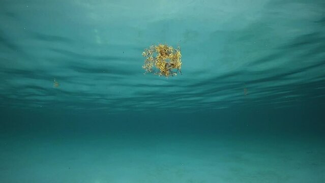 A solitary piece of sargassum seaweed floating in the water. The part of the sea is shallow enough t...	