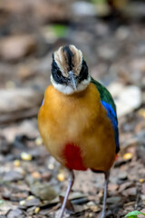 Has a black head over the eyes, wide brown stripes Green top body The feathers covering the wings of the rump and the top of the tail are bright blue.	