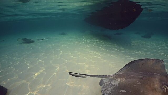 A collection of southern stingrays in the shallow water of Stingray City. These magnificent creatures glide exceptionally close to people who travel to swim with them
