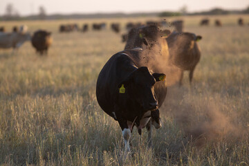 Argentina´s great and amazing cattle