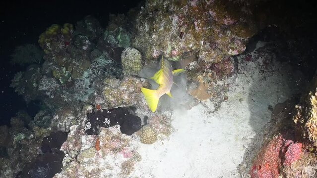 A schoolmaster snapper hunting at night. This predator fish has used the diver's light to hunt with and caught a blue tang in his mouth