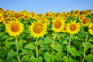 Fototapeta premium Tall golden sunflowers in field of yellow flowers with tall green stems and leaves under blue sky
