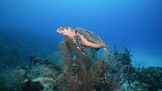 A hawksbill turtle exploring the reef that is his home. This warm water creature makes a perfect model for the camera