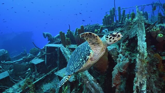 A hawksbill turtle swimming around the wreckage of an underwater shipwreck in Cayman Brac. This is a good example of the success of the artificial reef in attracting wildlife