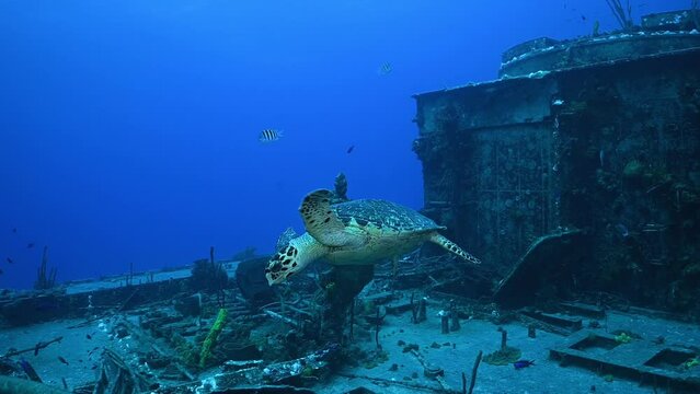 A hawksbill turtle swimming around the wreckage of an underwater shipwreck in Cayman Brac. This is a good example of the success of the artificial reef in attracting wildlife