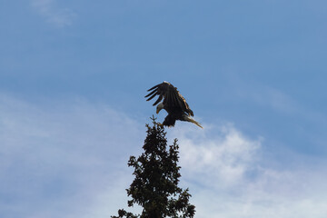 bald eagle landing on a tree