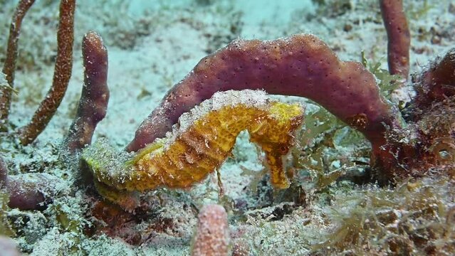 A yellow longsnout seahorse. The beautiful creature has connected itself to a piece of sponge that exists in the shallow waters of a coral reef in the Cayman Islands