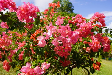 Flowers bouganville