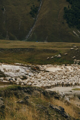 A flock of sheep and horned fluffy mountain purebred goats graze in the mountains of Georgia in autumn. Kazbegi region, Truso Valley. A lot of sheep are walking along the road one after another.
