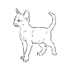 Vector outline Abyssinian Cat in black color. abyssinian cat vector sketch
