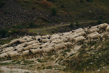 Fototapeta premium A flock of sheep grazes in the mountains of Georgia in autumn. Kazbegi region, Truso Valley. A lot of sheep are walking along the road one after another.