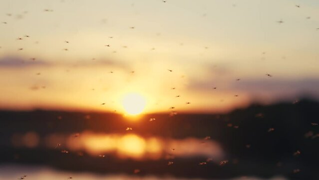 mosquito swarm. malaria disease transmission by insects. a large swarm of mosquitoes at sunset near the swamp river, danger of a disease bite. large swarm of mosquitoes silhouette lifestyle