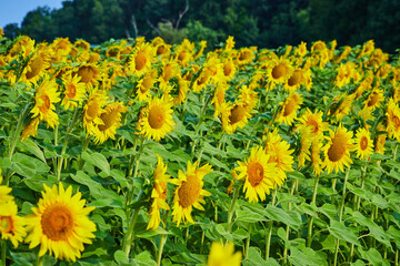 Field of yellow sunflowers with distant forest line