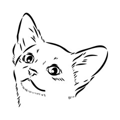 Vector outline Abyssinian Cat in black color. abyssinian cat vector sketch