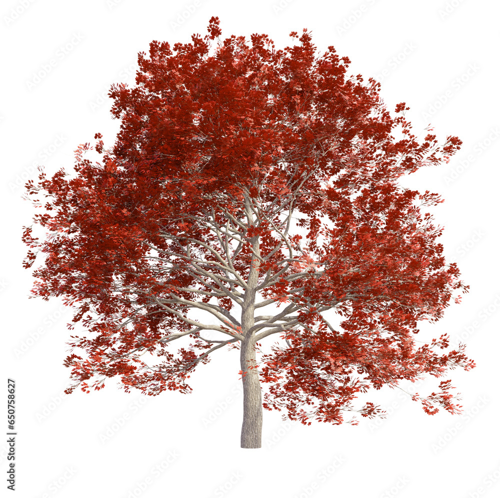 Poster Red maple tree PNG 3d file transparent background, 3d illustration rendering