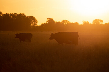 Argentina&acute;s great and amazing cattle