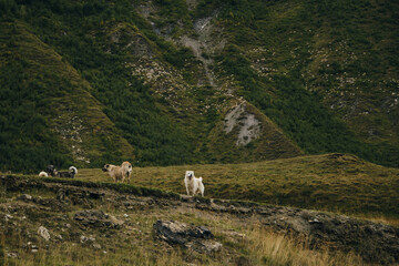 Central Asian shepherds in the mountains of Georgia in autumn. Kazbegi region, Truso Valley. Wolfhounds are defenders of the herd. Caucasian shepherds. Sheep graze in the distance in the mountains.