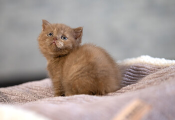 Niedliche Britisch Kurzhaar Kitten Katze edel
